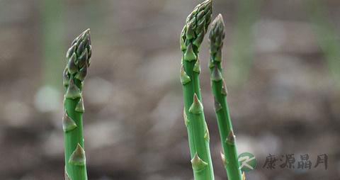 芦笋是什么