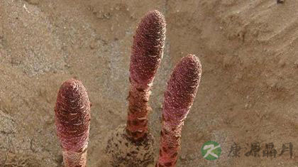 新鲜锁阳怎么吃 新鲜锁阳怎么吃