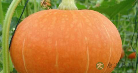 神经性耳鸣的饮食