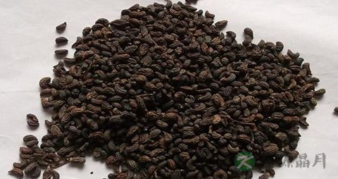 女贞子的食用方法