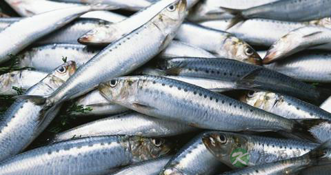 沙丁鱼罐头的做法