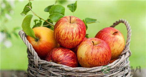 苹果什么时候吃最好