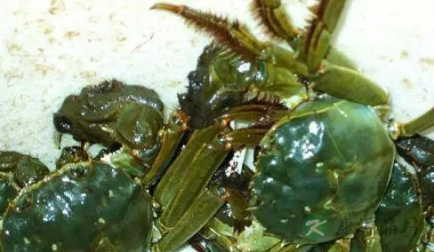 如何识别真假阳澄湖大闸蟹 如何识别真假阳澄湖大闸蟹