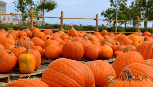 万圣节party，南瓜DIY