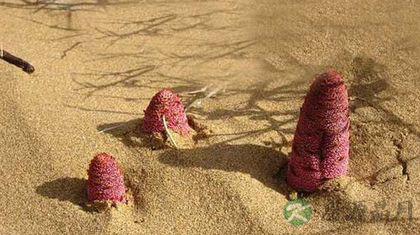 锁阳能不能泡水喝