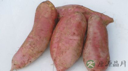 红薯什么时候吃最好