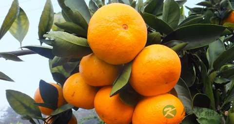 清热解毒的水果 清热解毒的水果