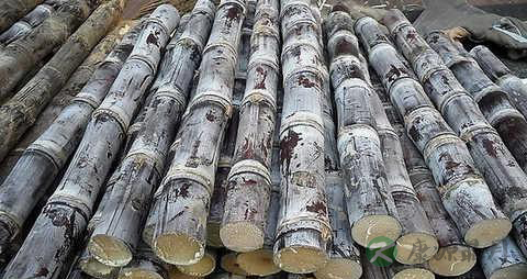 甘蔗的食用指南