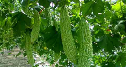 降血压吃什么好