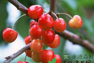 补气养心 夏日首选樱桃 补气养心 夏日首选樱桃