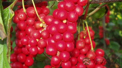 五味子的服用方法 五味子的服用方法