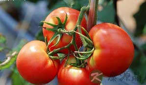 专家推荐西红柿的十一个食疗方