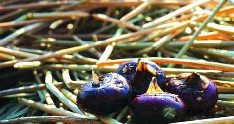 牙龈疼吃什么水果好 牙龈疼吃什么水果好