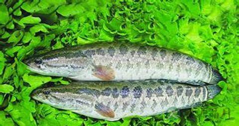 吃鱼对眼睛好吗 吃鱼对眼睛好吗