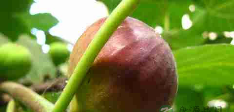 儿童慢性咽炎食疗