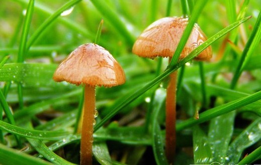 爽口食物可别贪吃 爽口食物可别贪吃