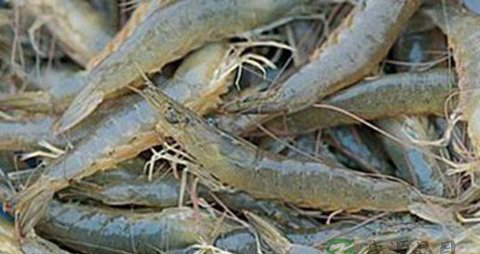 吃海鲜可以喝啤酒吗？同吃致痛风