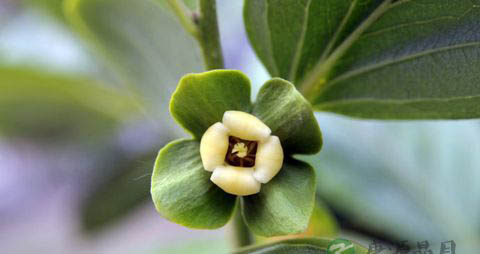 柿子的营养价值_吃柿子的好处 柿子的营养价值_吃柿子的好处