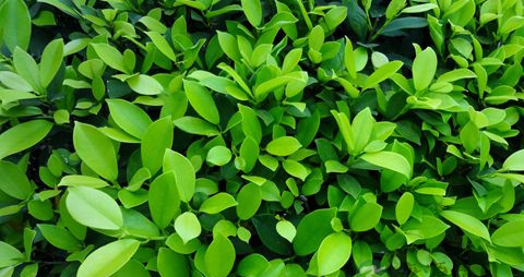 近视眼吃什么恢复视力 近视眼吃什么恢复视力