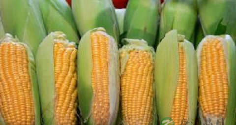 骨折患者吃什么好