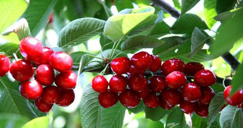 吃什么祛风 吃什么祛风