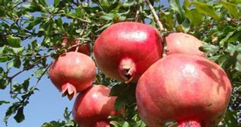 吃什么东西能润喉