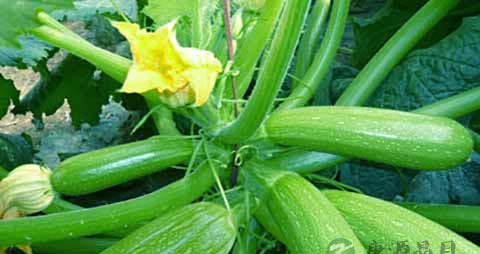 有利于通便的蔬菜 有利于通便的蔬菜