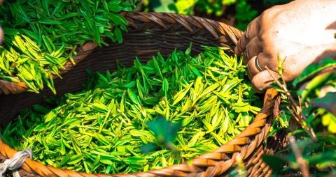 吃茶叶对身体好吗