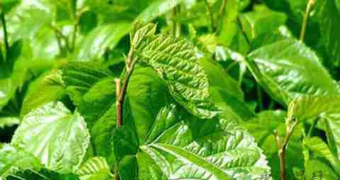 明目的中药 明目的中药