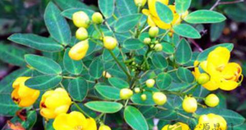 清热解毒类中药 清热解毒类中药