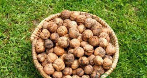 壮阳吃什么食物 壮阳吃什么食物