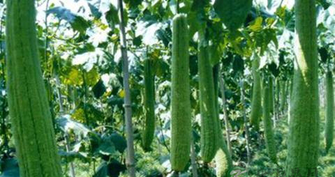 慢性鼻炎的食疗方法