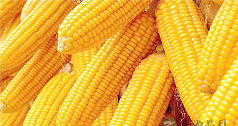 湿气重的人不能吃什么水果