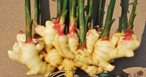 生姜治疗脱发吗 生姜治疗脱发吗