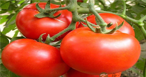 吃什么治血栓 吃什么治血栓