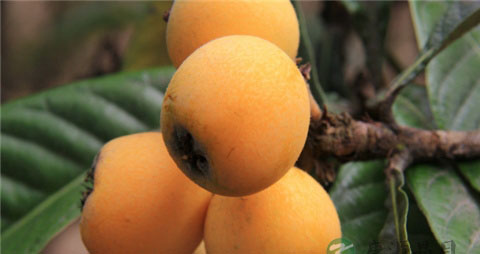 咽炎咳嗽食疗 咽炎咳嗽食疗