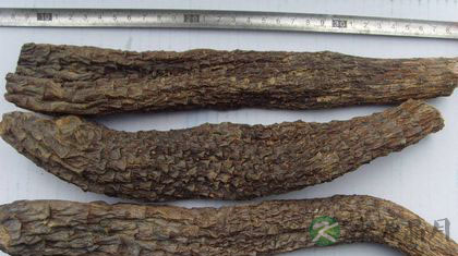 孕妇可以吃锁阳吗 孕妇可以吃锁阳吗