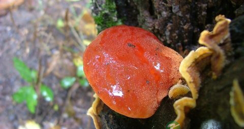 赤灵芝怎样吃好