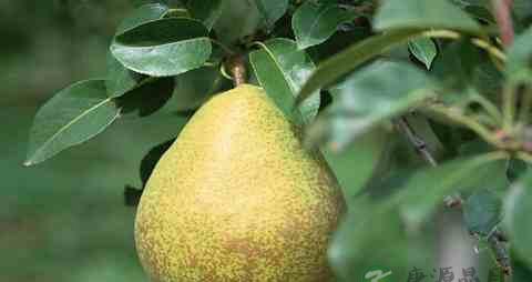 喉咙痛吃点什么