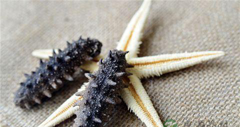 如何挑选海参 如何挑选海参