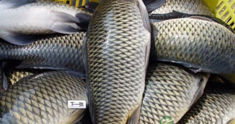 肾虚引起的脱发怎么办