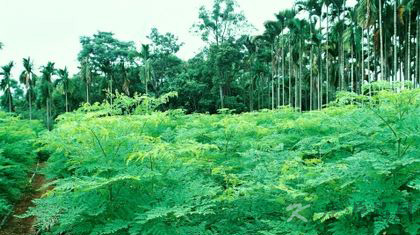辣木树长怎么样 辣木树长怎么样