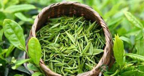 常喝绿茶有什么好处