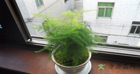 办公桌上放什么植物好