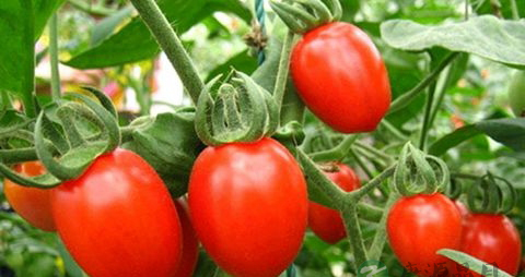 吃哪些食物对眼睛好 吃哪些食物对眼睛好