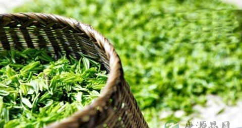 降血脂的茶有哪些 降血脂的茶有哪些