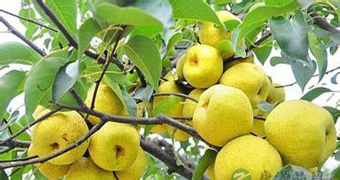 牙龈溃疡吃什么