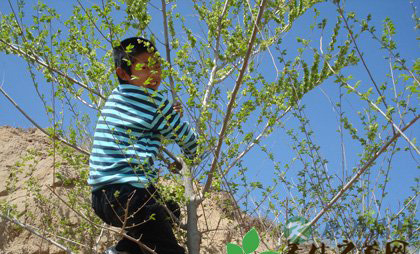 吃榆钱 有余钱有健康