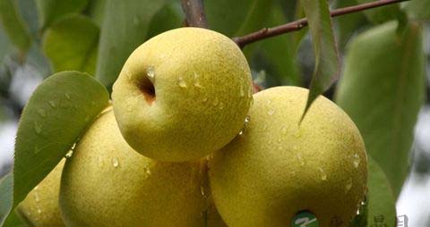 什么水果化痰止咳 什么水果化痰止咳