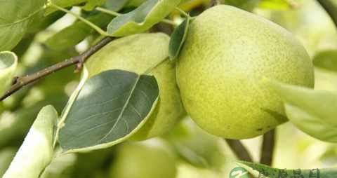 什么吃了对喉咙好